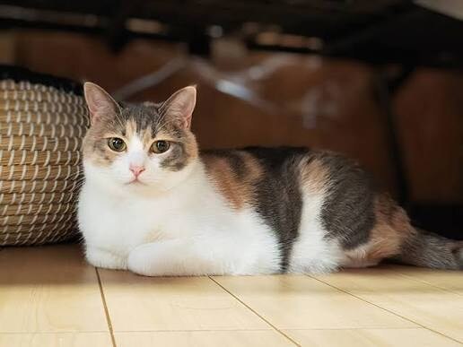 星座占い致します あなたの不安や悩みを少しでも解消 イメージ1