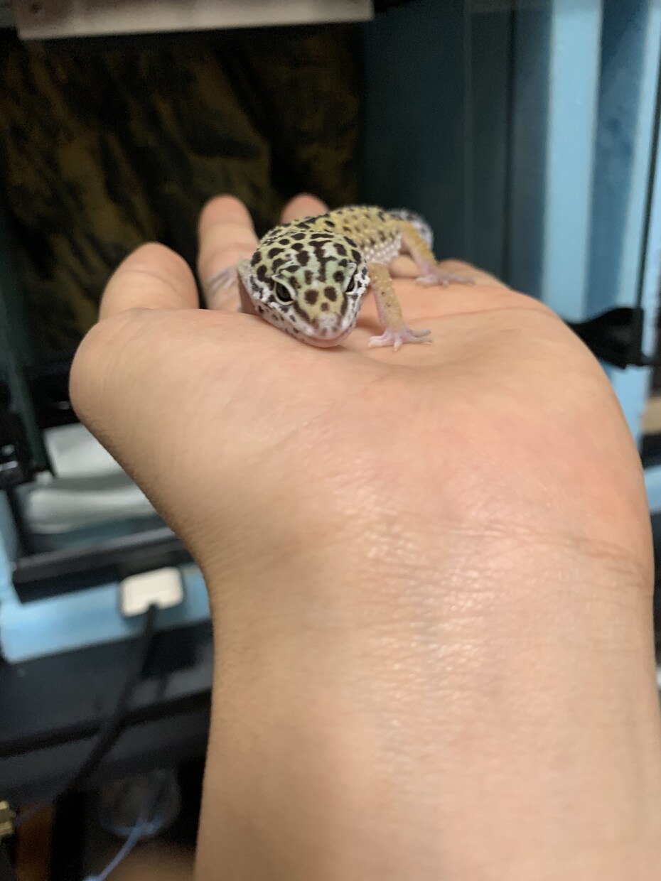 レオパードゲッコー飼育の悩み相談をできる限りします レオパードゲッコー飼育を考えてる方、飼育していて悩んでる方へ イメージ1