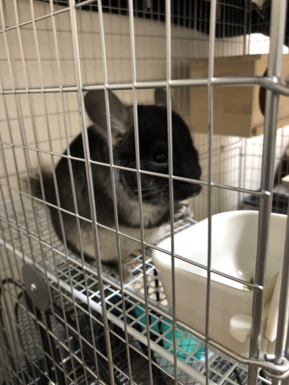 チンチラの飼育について教えます チンチラを飼うか飼わないかの決断ができます！ イメージ1