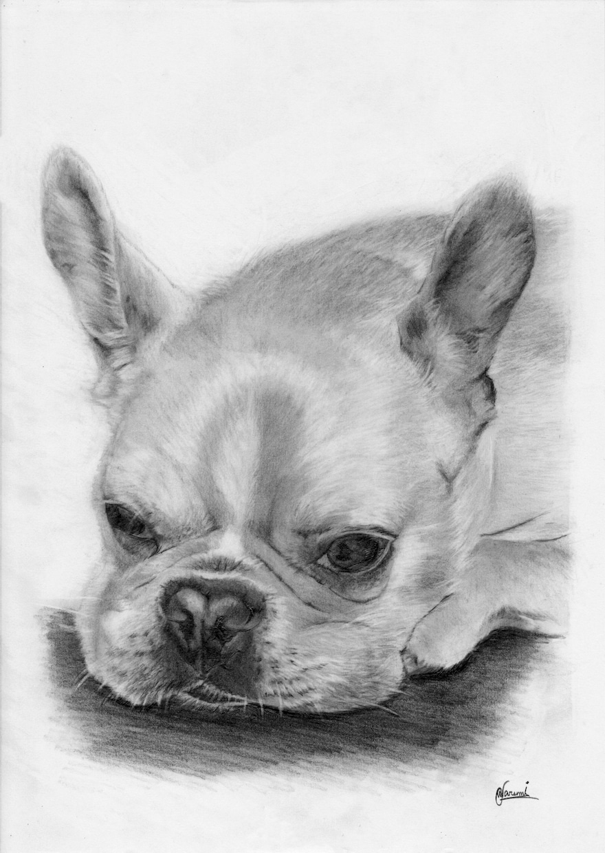 ペット・動物の【鉛筆画】を作成します 犬猫小鳥うさぎなど、プレゼントやご自宅用に。 イメージ10
