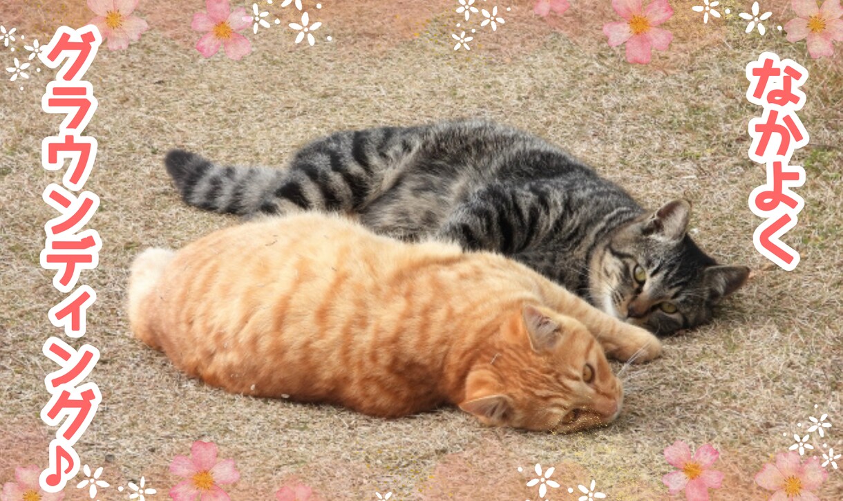 ペットの写真をアレンジしてご提供いたします ペットの写真をさらに可愛らしく、または面白く画像加工します♪ イメージ9