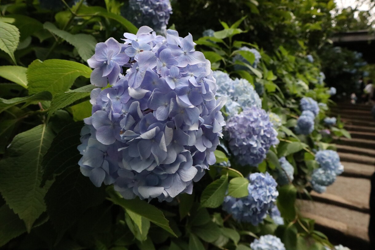 写真の素材を提供します 一眼レフで撮った写真を提供します。 イメージ1