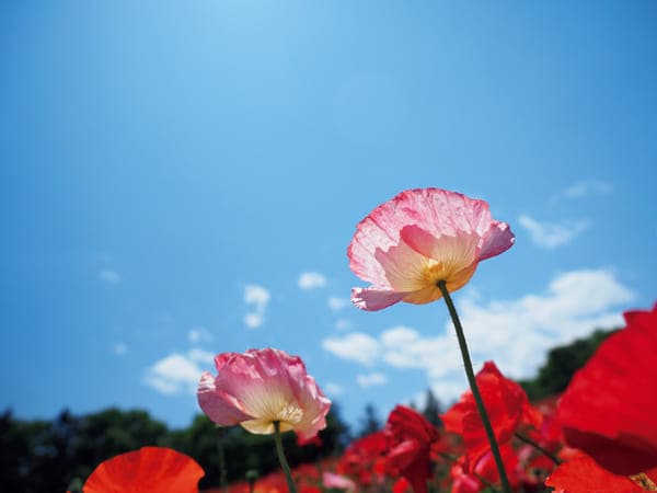 親が離婚した経験をもつ子どもが相談受けます 親に離婚される子どもの気持ちをお伝えします イメージ1