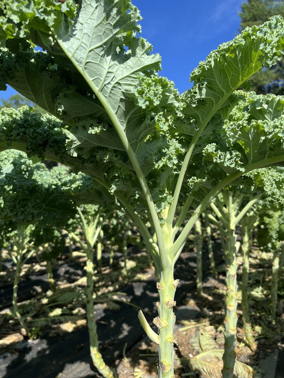 土壌医の家庭菜園のコツ！ご相談に乗ります 〜土壌医が教える〜『理屈が分かると楽しい！家庭菜園のコツ』 イメージ1