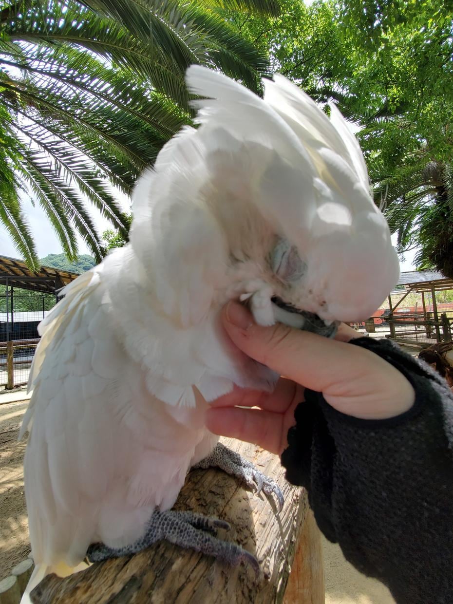 電話☆あなたの大切な動物さんの気持ちをお伝えします お空の子もお家の子もOK☆アクセスします イメージ4