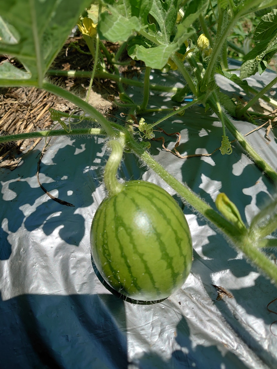 長期、家庭菜園、ベランダ菜園、アドバイス致します アドバイス長期伴走をお望みの方に イメージ1