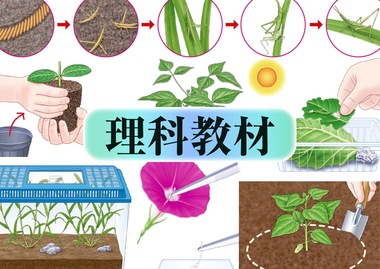 １ランク上のクオリティで理科教材の図版を描きます 植物、昆虫、魚類などの生物から理科の実験器具まで制作します。 イメージ2
