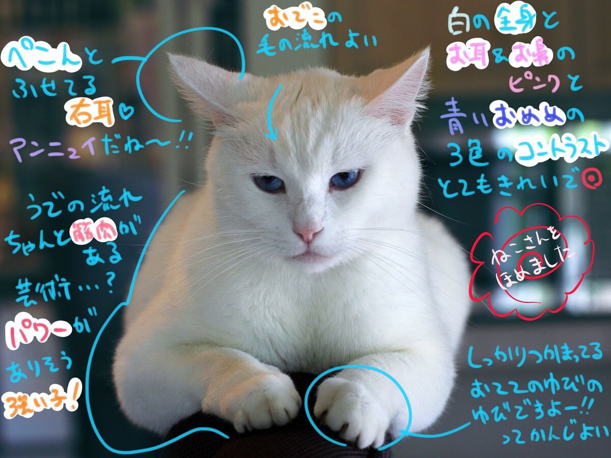 軽量版-ねこさんをほめます あなたのおうちの猫さんを褒めます イメージ3
