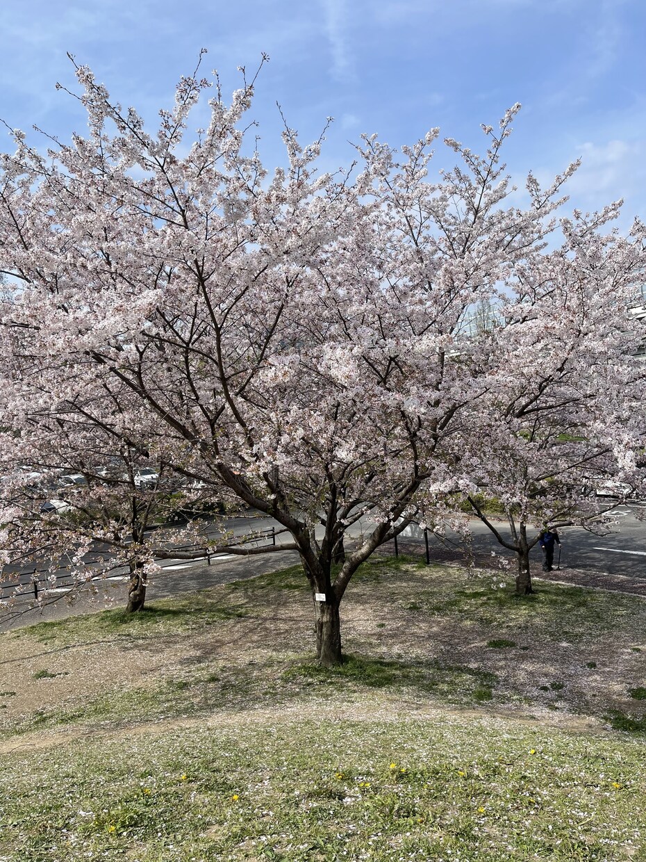 苦しんだり、困っている人を助けます 苦しんだり、困っている人がいるとほっとけない人です！ イメージ1