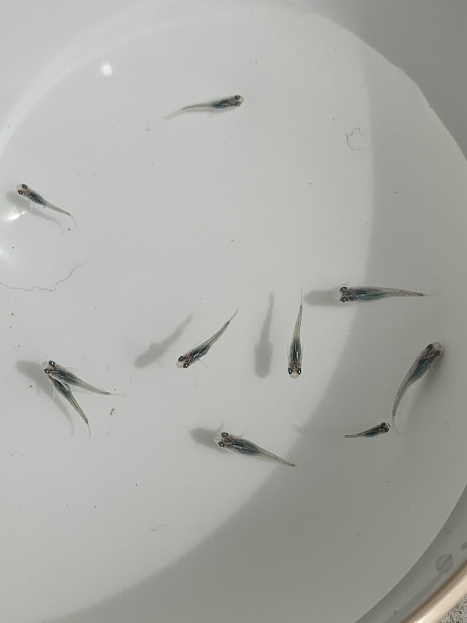 メダカの飼育をサポートします メダカの飼育が初心者・育て方が分からない方・なんでも相談OK イメージ5