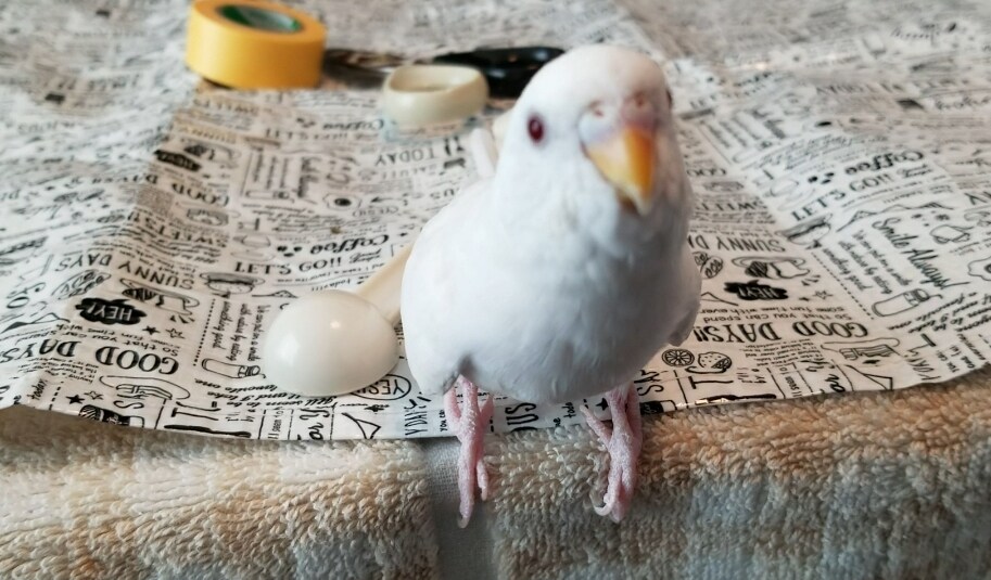 セキセイインコを初めて飼いたい人の相談にのります セキセイインコを１年以内で亡くしている方、初心者の方向け イメージ4