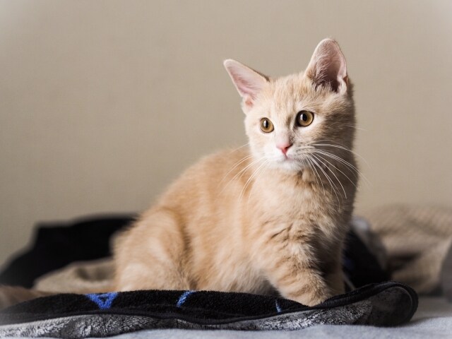 初めてネコちゃんを飼う方ご相談承りますます 現役動物看護師がねこちゃんを飼う際の疑問にお答えします イメージ1