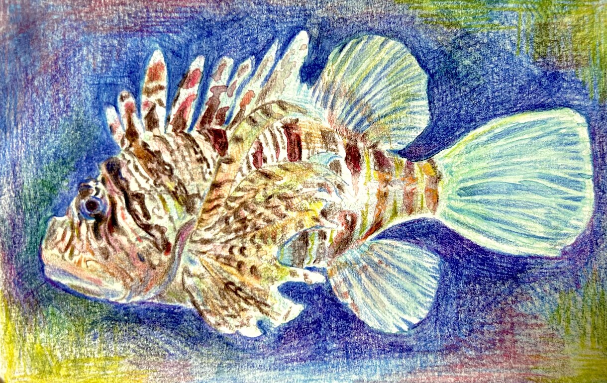 海の生き物を描きます 生きているかのようなイラストをお届けします！ イメージ3