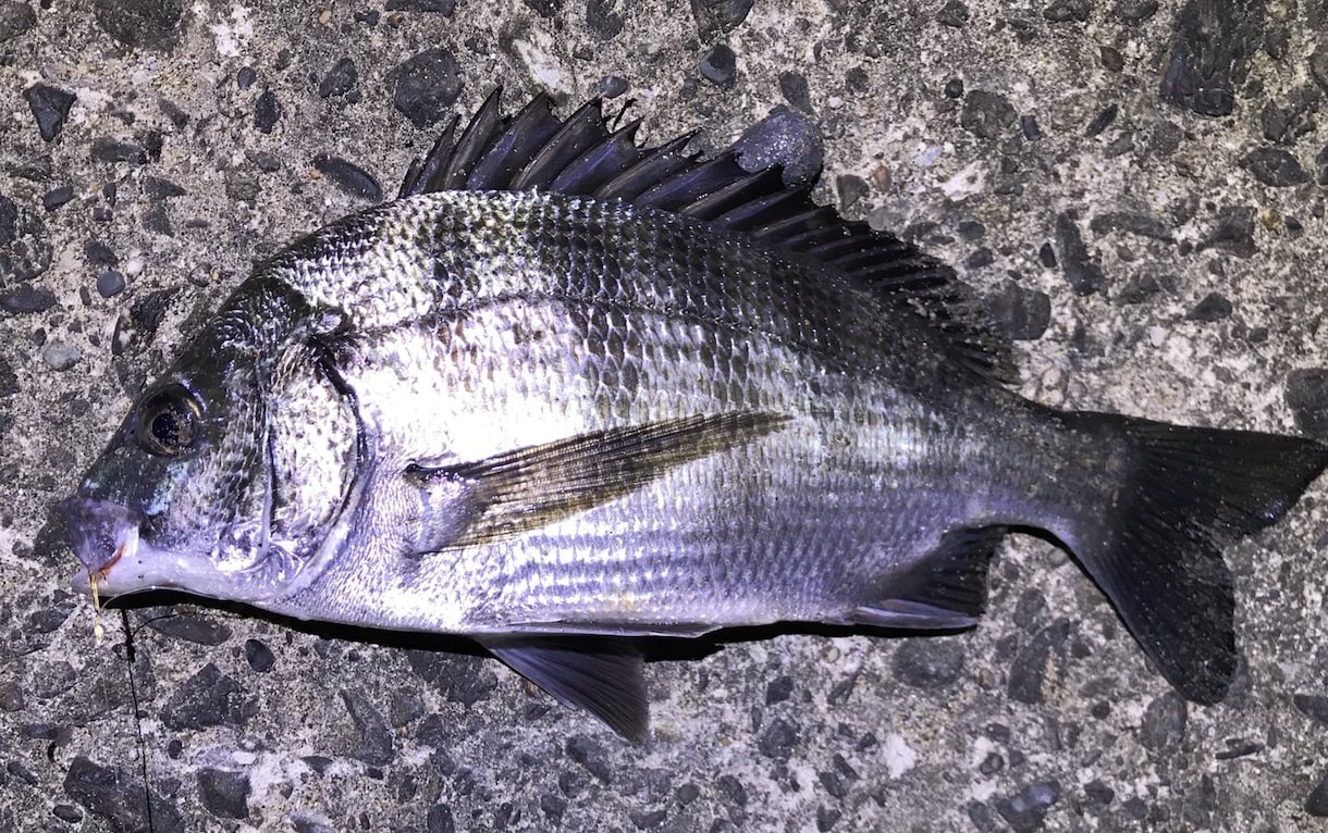 海釣り（船釣り以外）アドバイスします 海での餌釣りについてアドバイスします！ イメージ1