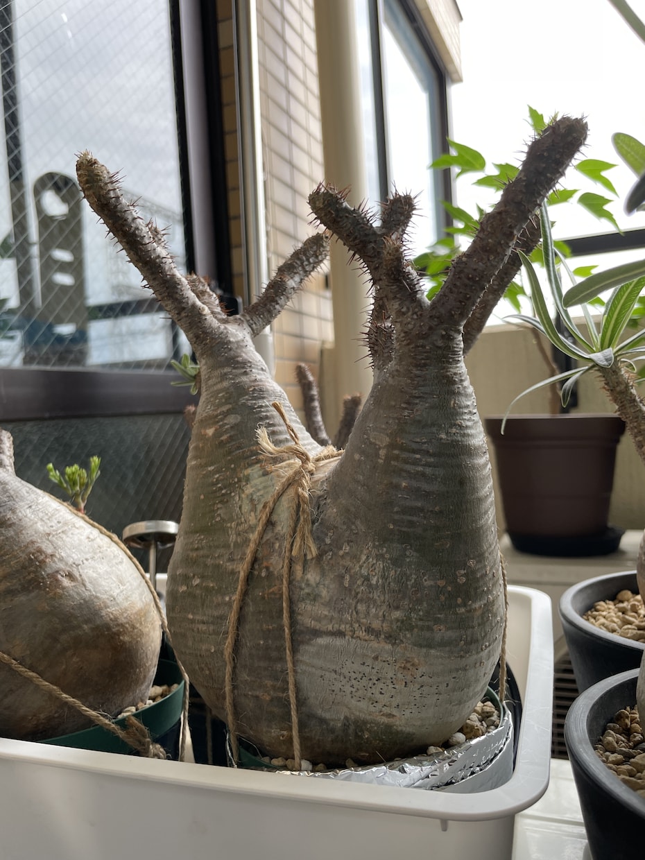 塊根植物のはじめかたをお伝えします 塊根植物(パキプスなど)を育てるための第一歩をサポートします イメージ3