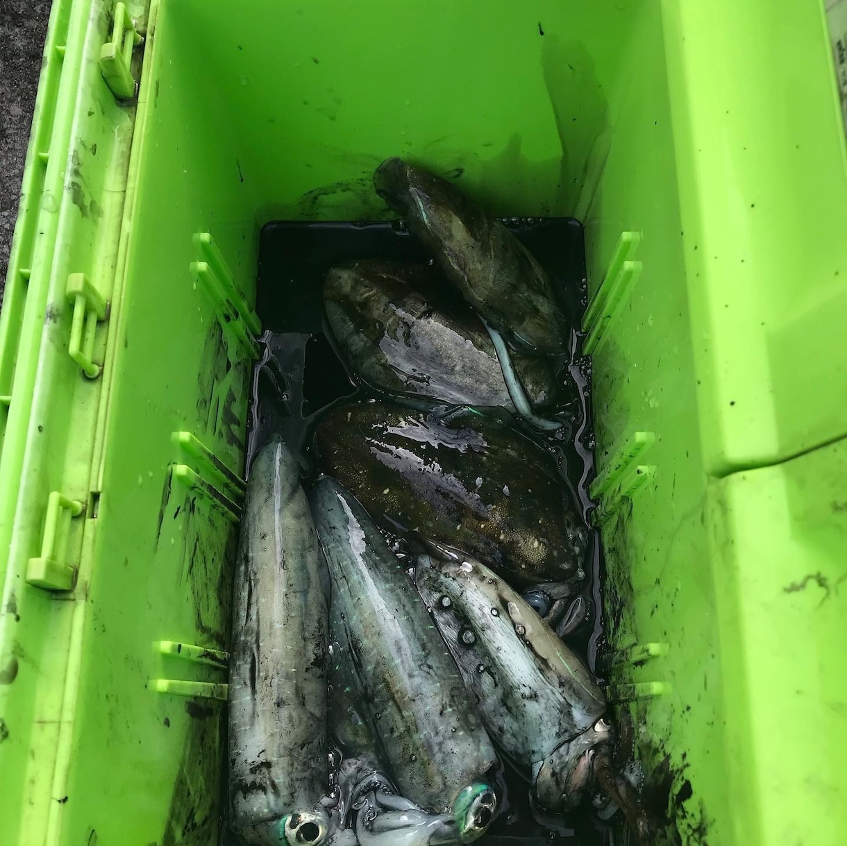 ティップラン釣らせます 春は巨大イカが釣れるチャンス！ イメージ2