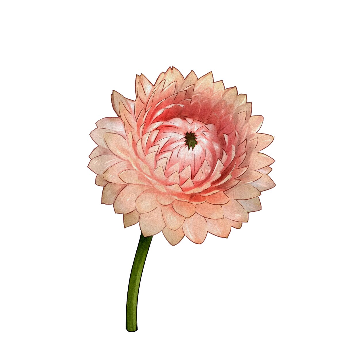 綺麗でお洒落なボタニカルイラストを作成します プレゼント・デザインのアクセントに美しい植物のイラストを！ イメージ5