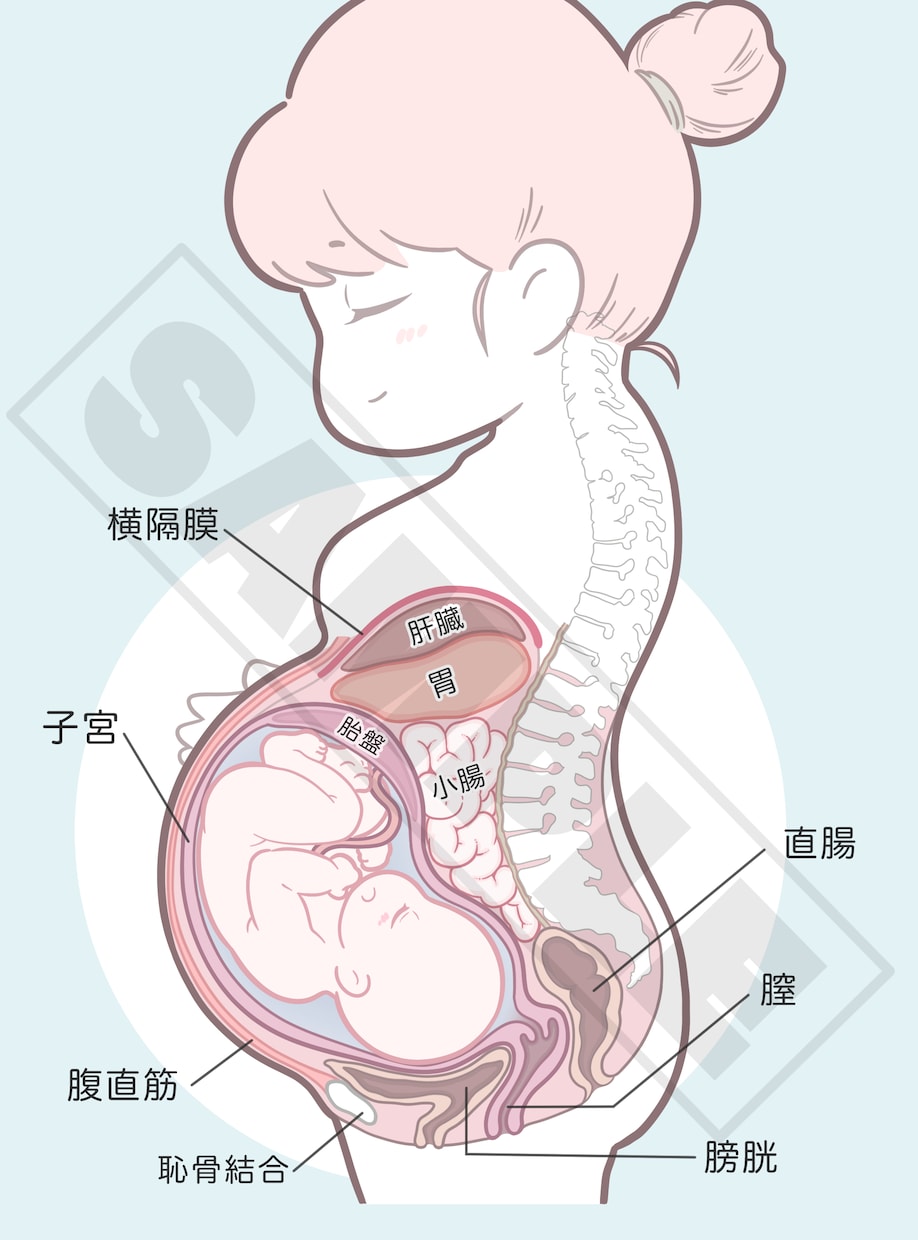 医療・看護・教材イラスト ポップな絵柄で制作します 健康フィットネス系、筋肉・骨格・臓器、医療器具etc… イメージ4