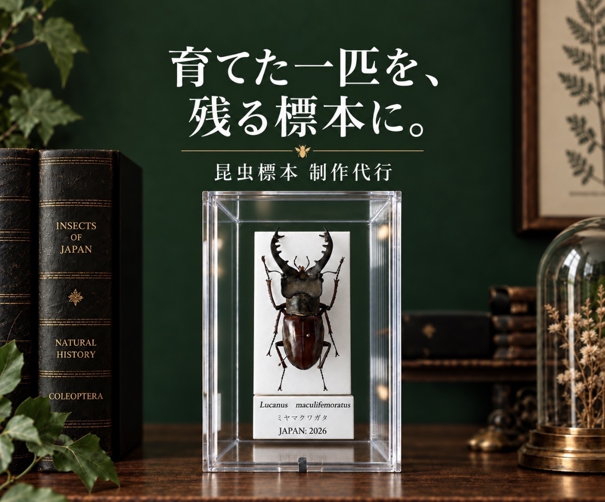 クワガタやカブトムシなどの昆虫標本作成します 大切に育てた一匹を、飾れる標本に イメージ1