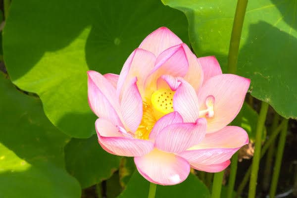 散骨代行しております 散骨の代行をいたします。御供養のお手伝いをさせていただきます イメージ1