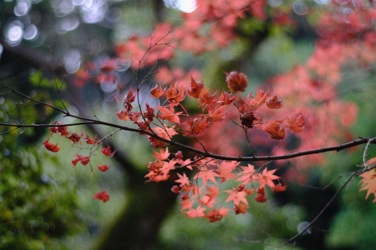 森林写真提供します 森林、紅葉前に写真です。よろしくお願いします。 イメージ2