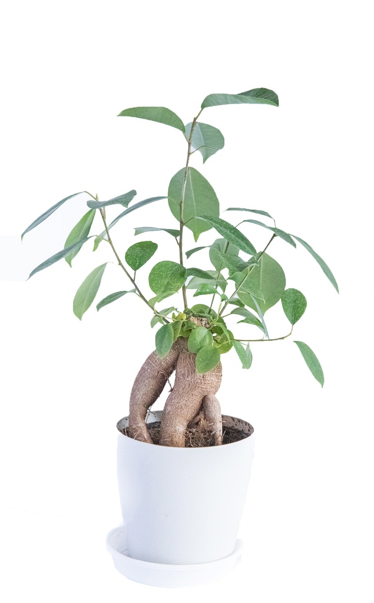 売れる白背景「アマゾン・楽天等々」EC用撮影します 1カット100円から！すぐ使える画像をご提供致します。 イメージ2