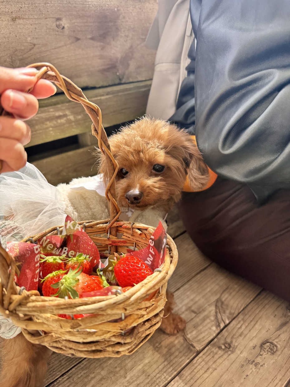 愛犬の写真・動画で癒しをお届けします 疲れているあなたへわんちゃんの癒しをお届けします(資格保有) イメージ1