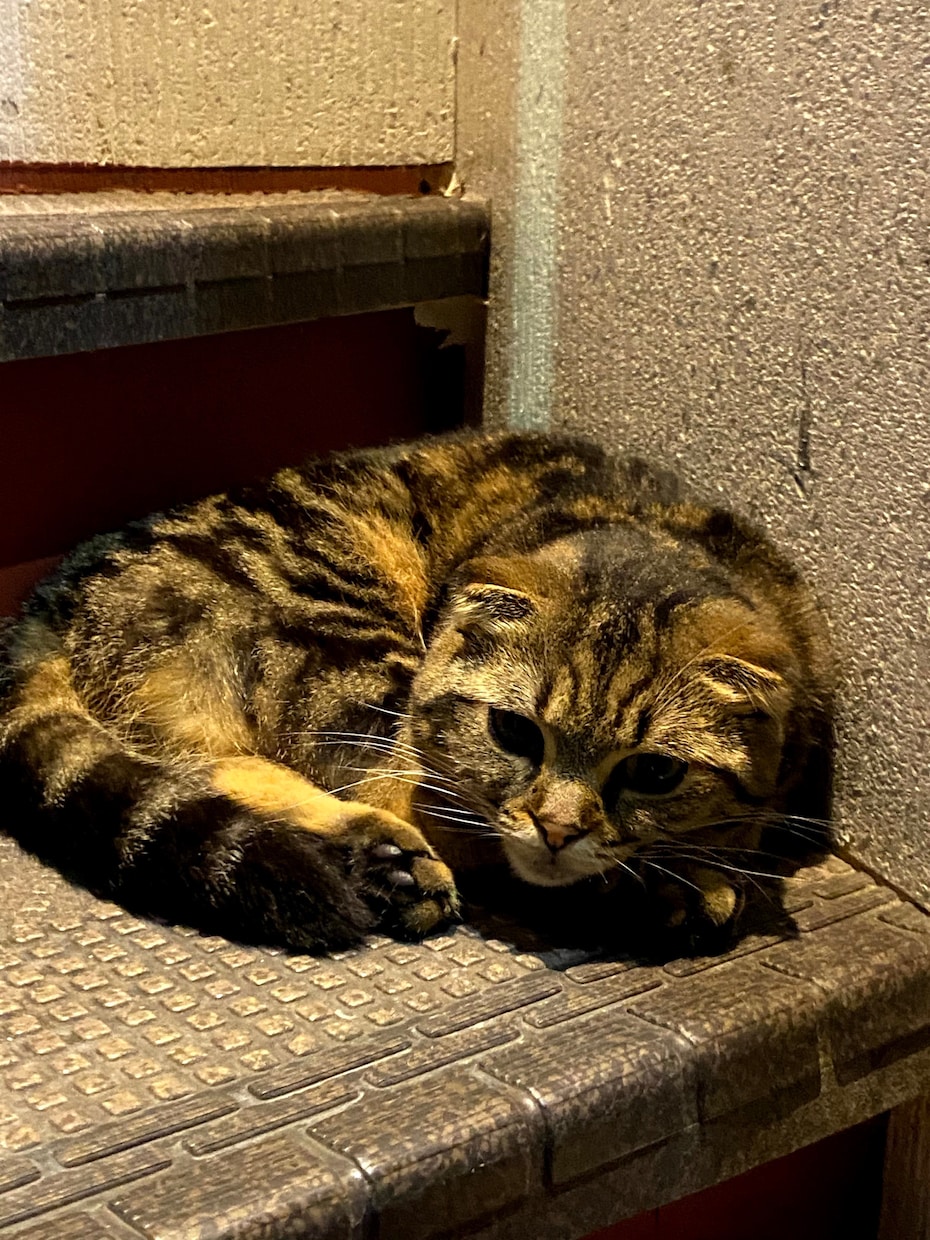 元ホストがあなたの心の声を受け止めます 孤独感や虚無感、心のモヤモヤを解消します イメージ2