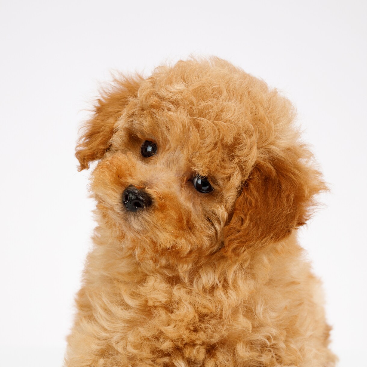 愛する家族(犬猫他)が元気になるよう遠隔施術します 遠隔オステオパシーで次元を超えて活き活きとした表情にします イメージ2