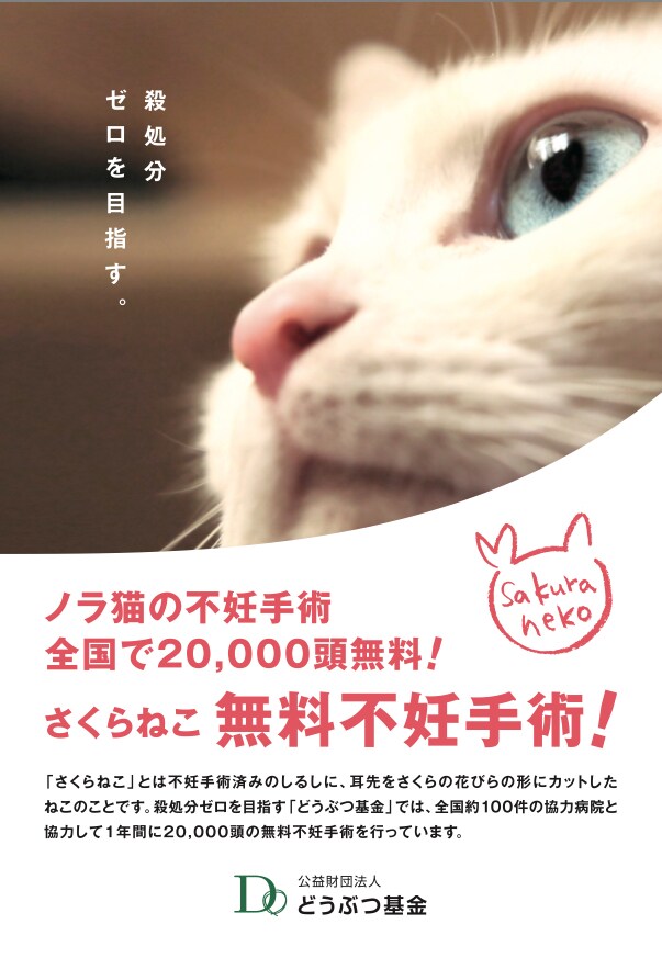 地域猫や多頭飼育崩壊した猫の格安不妊手術相談承ます この出品は購入はされないで、DMからお問い合わせ下さい イメージ1