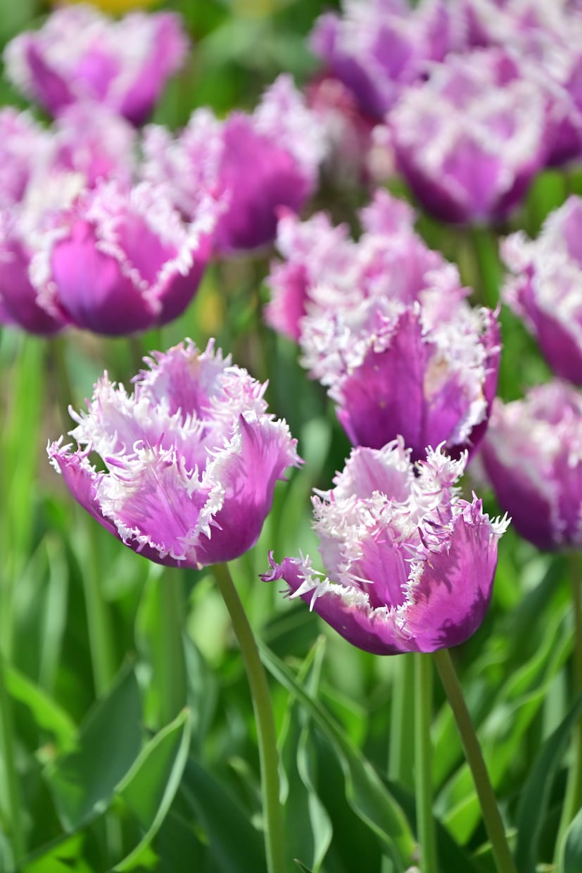 2024となみチューリップフェアの様子を提供します 色鮮やかな花々が咲き誇る2024となみチューリップフェア イメージ5