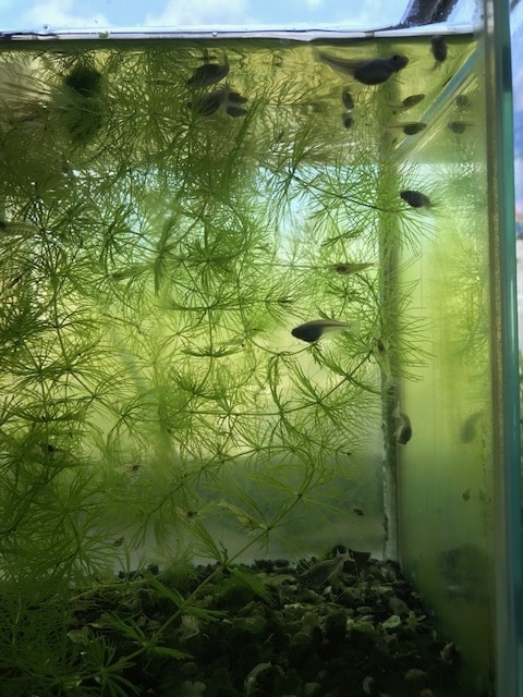 メダカを繁殖させる5原則動画で教えます パワーポイントを使ってメダカを繁殖させる5原則動画で公開 イメージ4