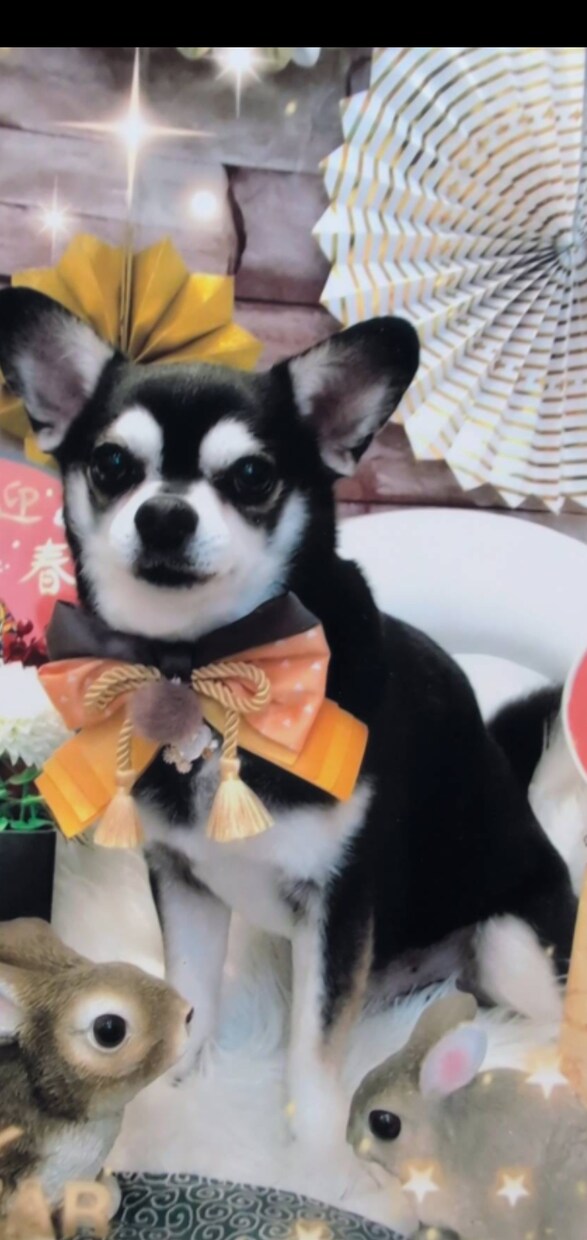 愛犬・愛猫のお写真から作品を制作します 大切な家族の思い出を形に残します イメージ9