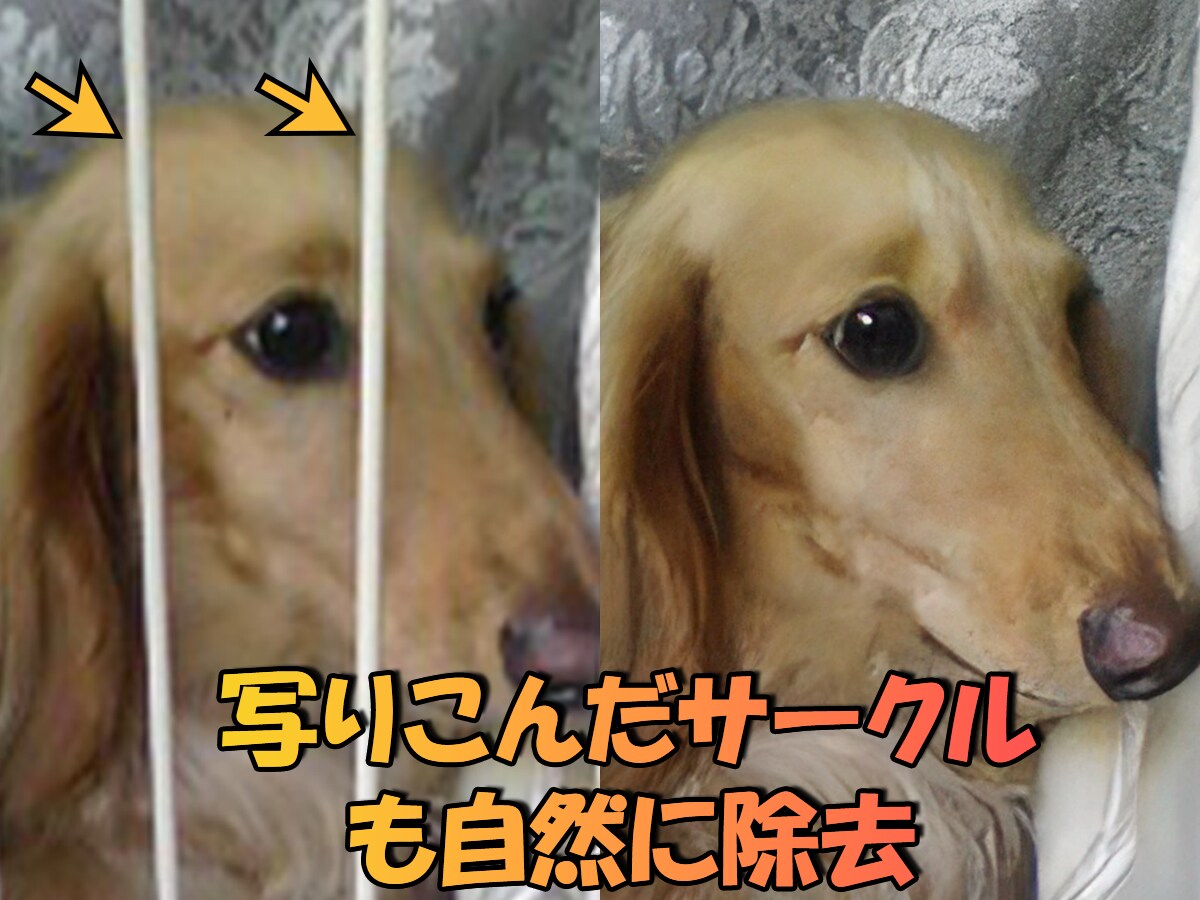大切なあの子の思い出を、高画質化します 写真のあの子、ぼやけたまま残しますか？ イメージ2