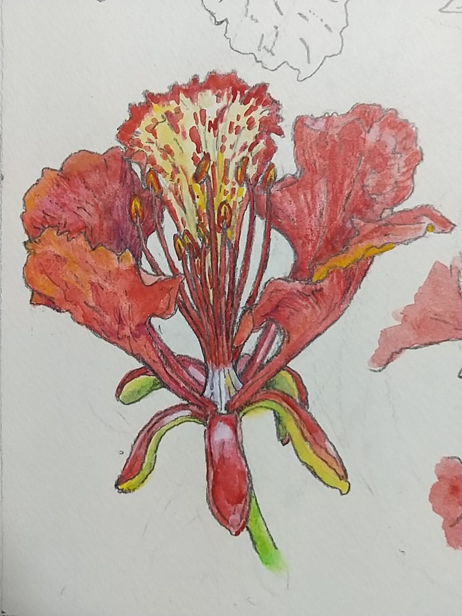 原画：お好きな植物を博物画風の植物画でお描きします 優美なる植物画で空間を昇華する、優雅なラグジュアリー空間に。 イメージ3