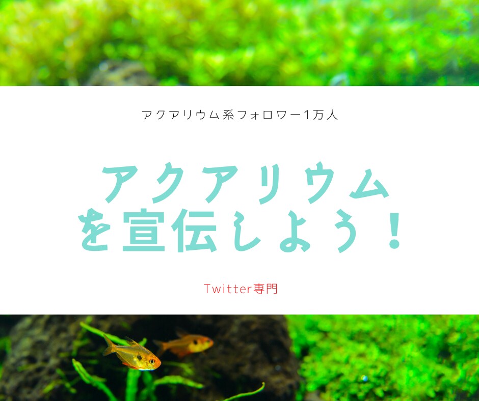 アクアリウム専門Twitterで拡散します アクアリウム系フォロワー1万人 イメージ1
