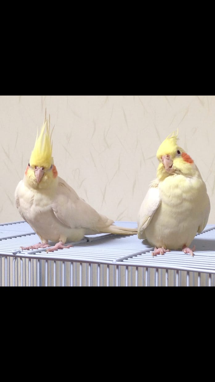 一人暮らしのご家族と、雑談お電話させて頂きます ご高齢の方など、主に一人暮らしの方との雑談をさせてください。 イメージ1