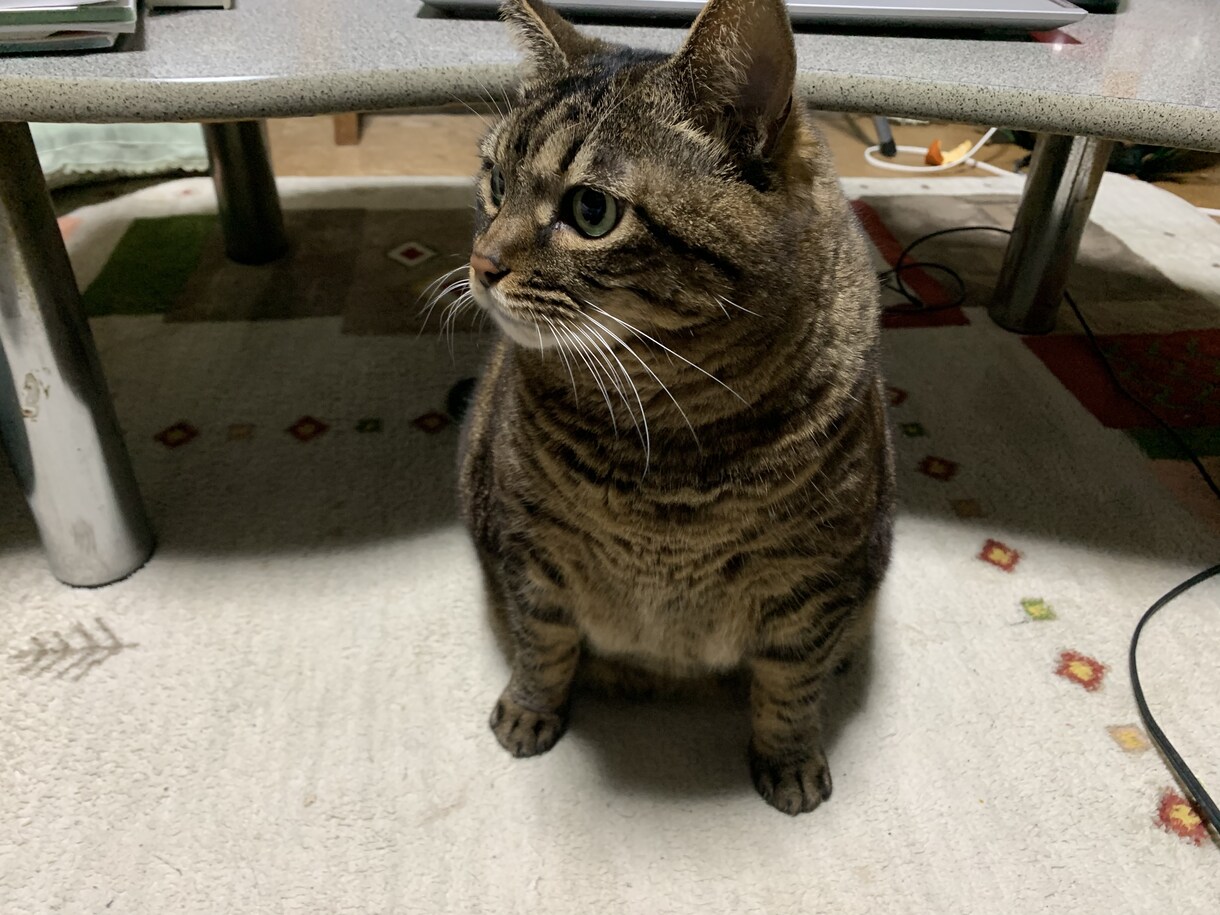行政書士試験の相談にのります 行政書士試験の勉強について悩まれている方、相談に乗ります！ イメージ1