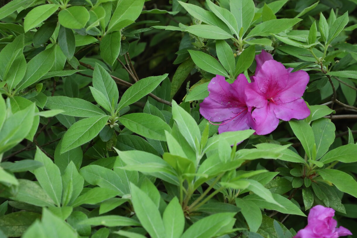 ツツジの写真あります 去年の5月に撮影した、公園に咲く花の写真です。 イメージ4