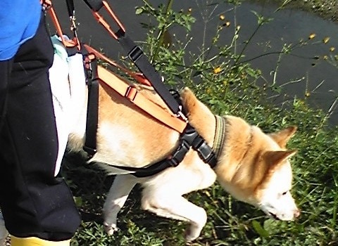 大型の老犬・障害犬の介護ハーネスを製作します 立ち上がり補助や歩行介助の初期から、終末期ケアまで使えます イメージ7