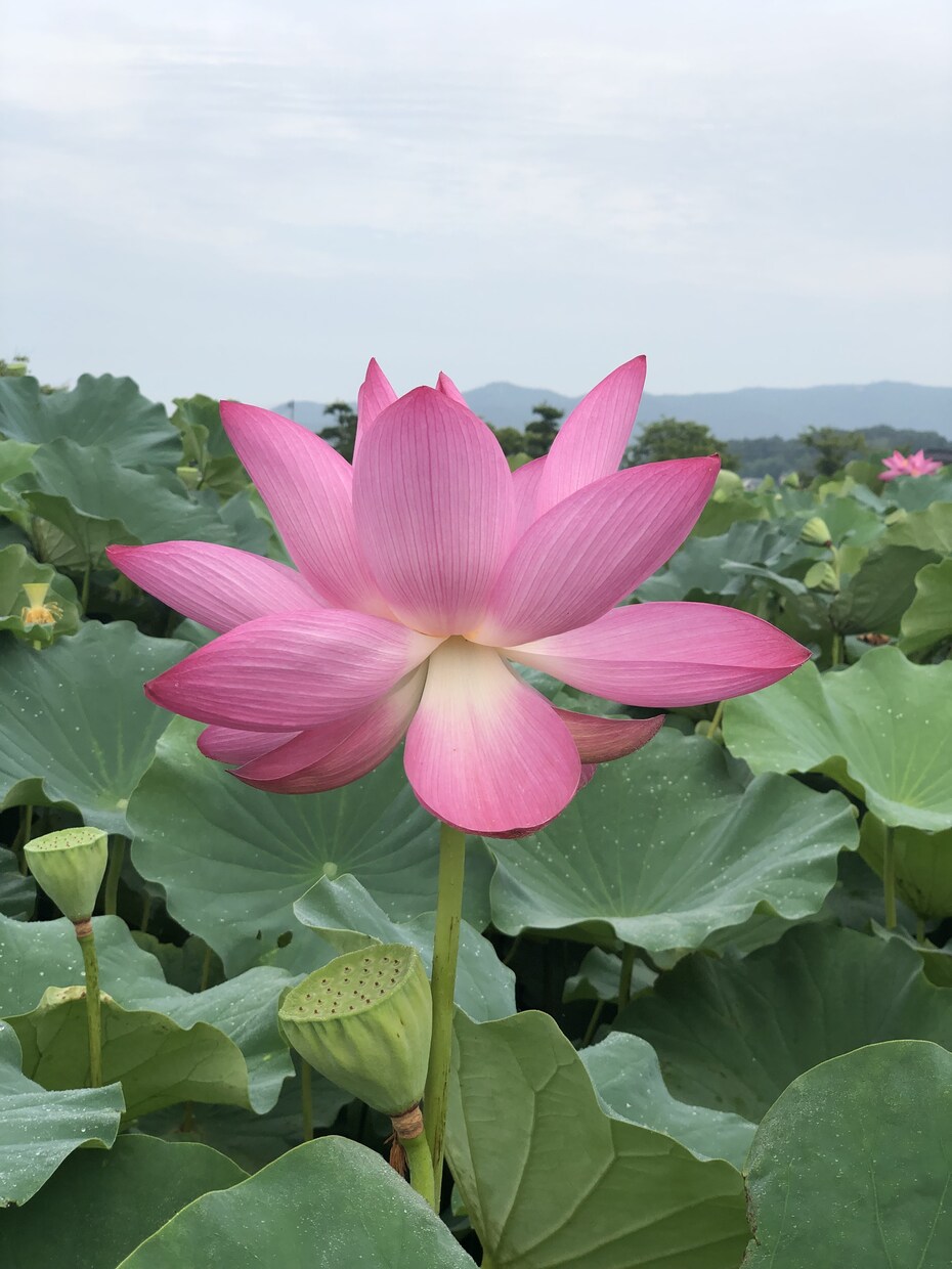 秘密厳守致します。何でも悩みお聴きします 少し話すだけで楽になる事があります。大勢の姓名鑑定してました イメージ3