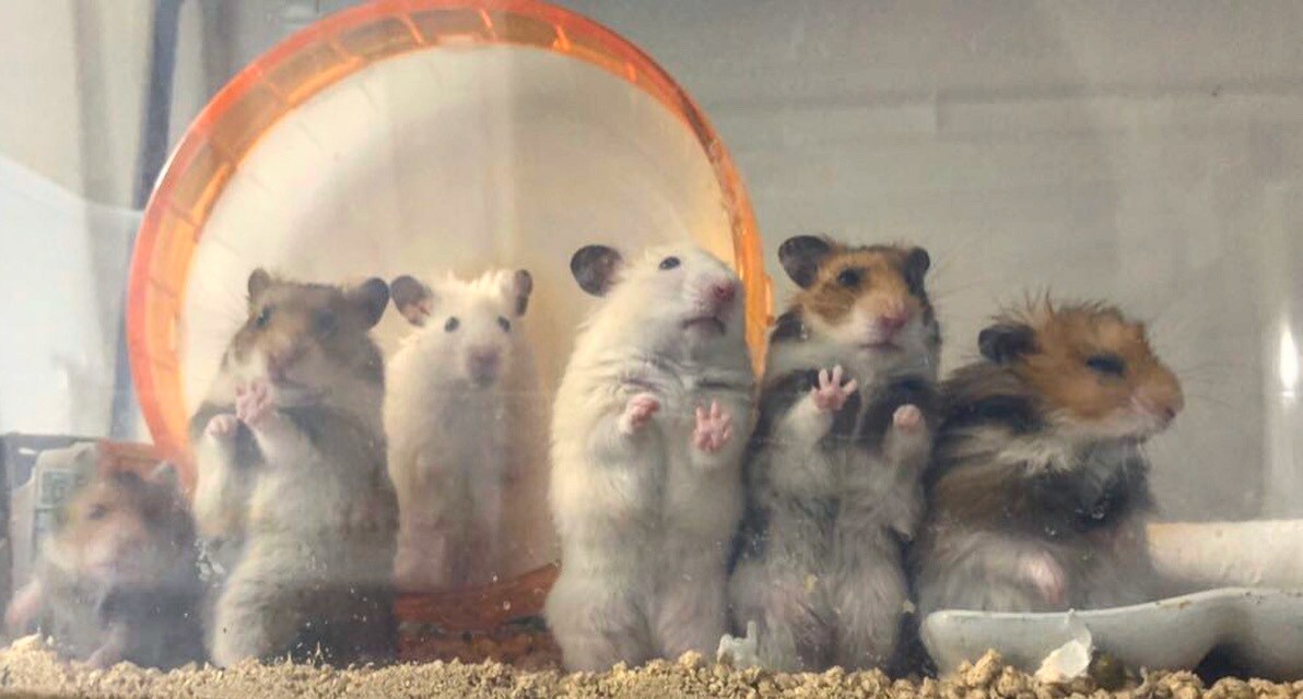 ペットの正しい飼い方、アドバイス教えます コロナ禍で増える捨てられるペットが減りますように イメージ4