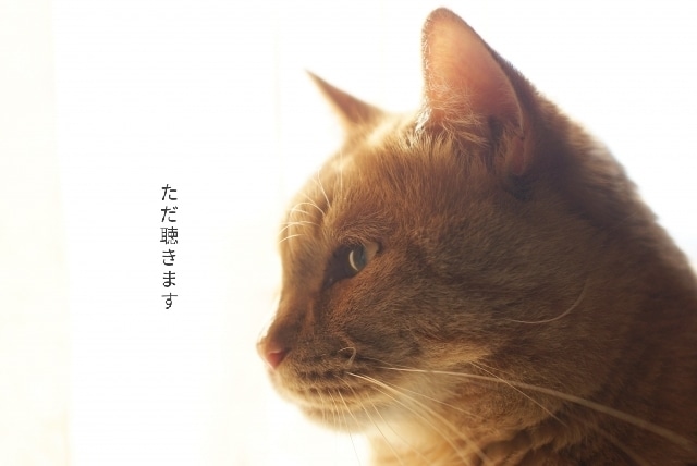 話してほっとしよ！あなたの声にならない声を聴きます 落ち着いて、一息。あなたのペースでゆっくりとお話聴きます。 イメージ2