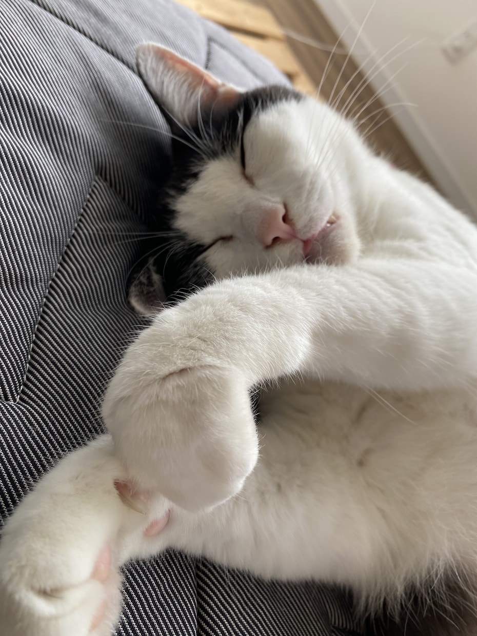 猫の多頭飼いについての相談に乗ります 現在一軒家で11匹の猫を飼育中、出費や猫同士の相性など イメージ2