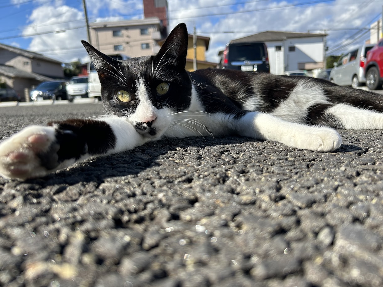 中古】 野生動物の母に学べ！ 子育ての原点/市井社/熊久保勅夫 住まい/暮らし/子育て