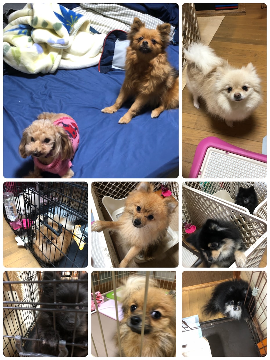 保護活から✴︎学んだペット霊視お気持ち拝見します 保護活から得たペットそれぞれの気持ちをお伝えします†✴︎ イメージ5