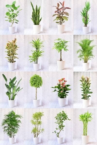 観葉植物のお困りごとや相談承ります 観葉植物レンタル会社に勤めていた経験を生かしたアドバイスです イメージ5