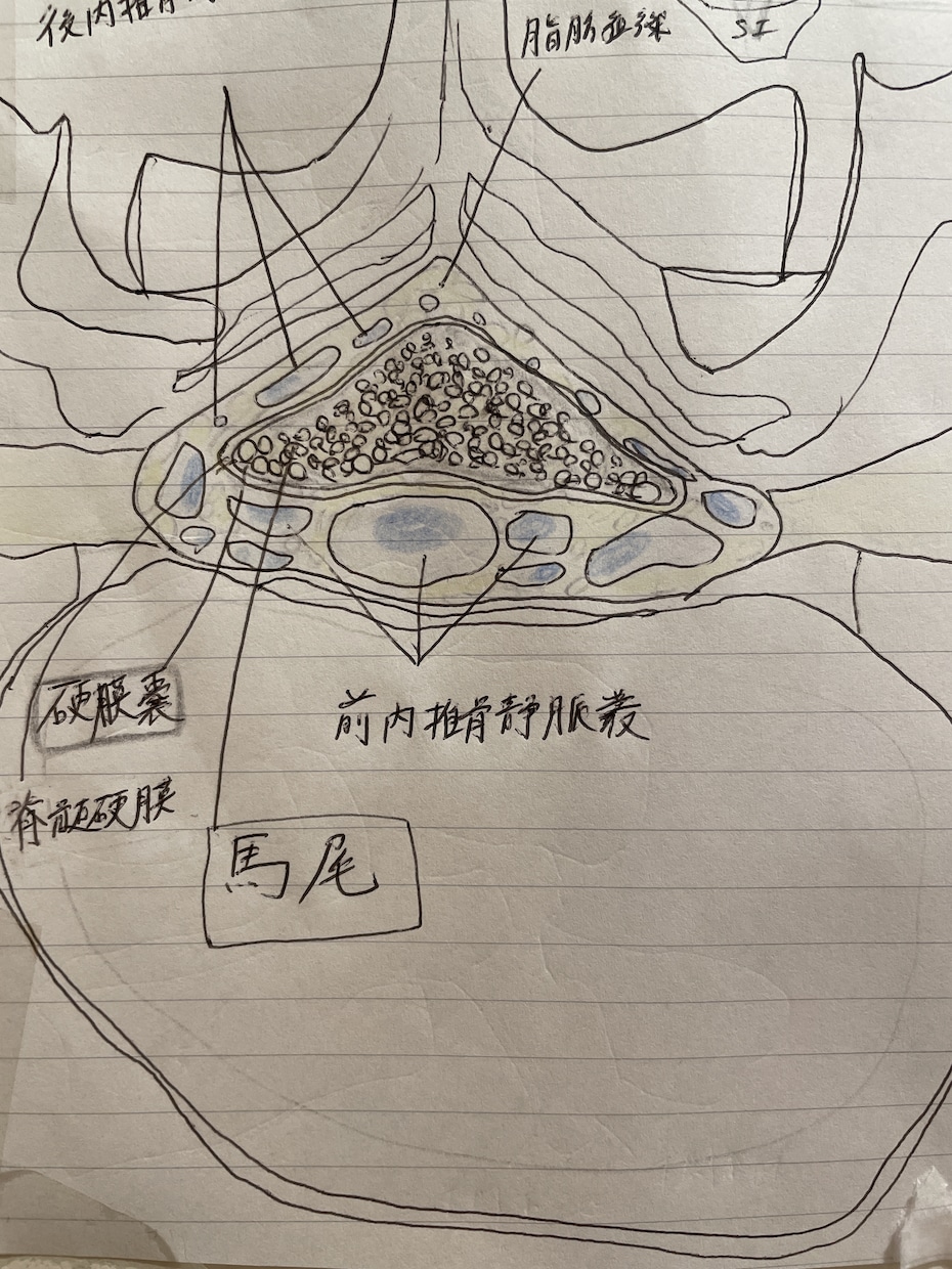 整形外科フリー素材提供します 骨,筋,靭帯描きます(脈管系も承ります) イメージ2
