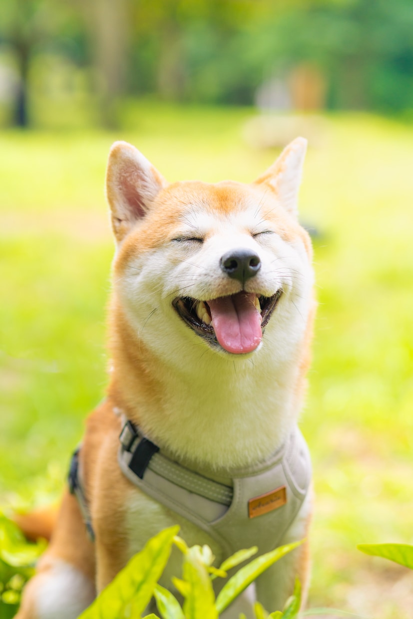 犬・猫・ペットの自然な写真を撮影します ペットと家族が過ごす時間をプロクオリティで残しませんか？ イメージ1