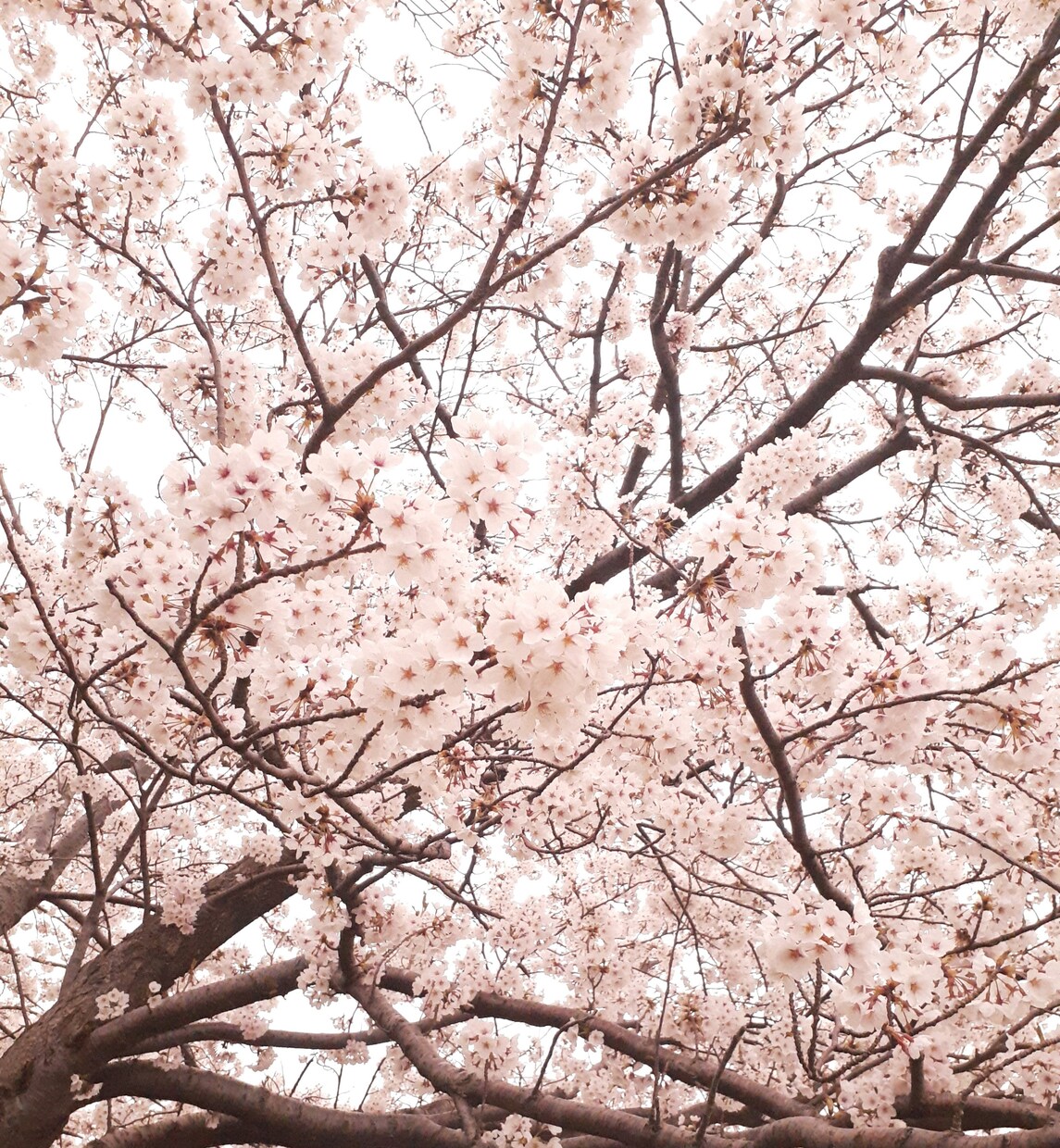 写真素材提供します 空や植物などの自然の写真が好きな人へ イメージ3